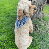 halloween themed, dog reversible bandana, handmade, let's pawty